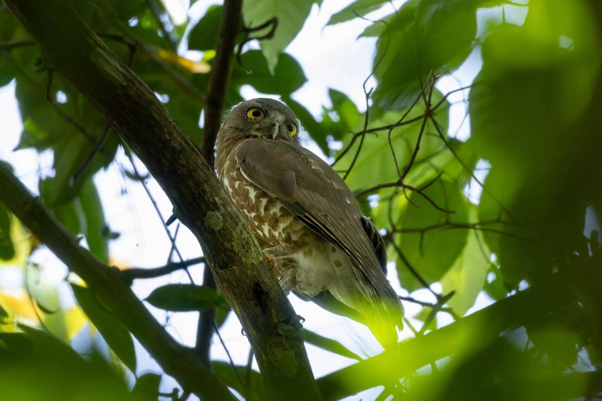 brown hawk-owl, salah satu burung yang ada di Kyoto Gyoen