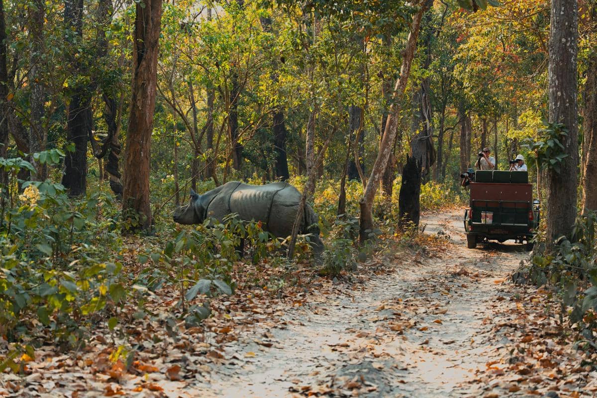 ilustrasi Chitwan National Park 