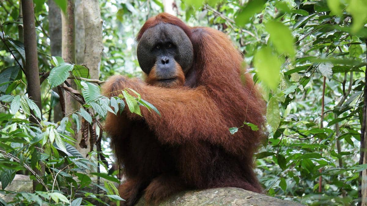 satwa di Gunung Leuser