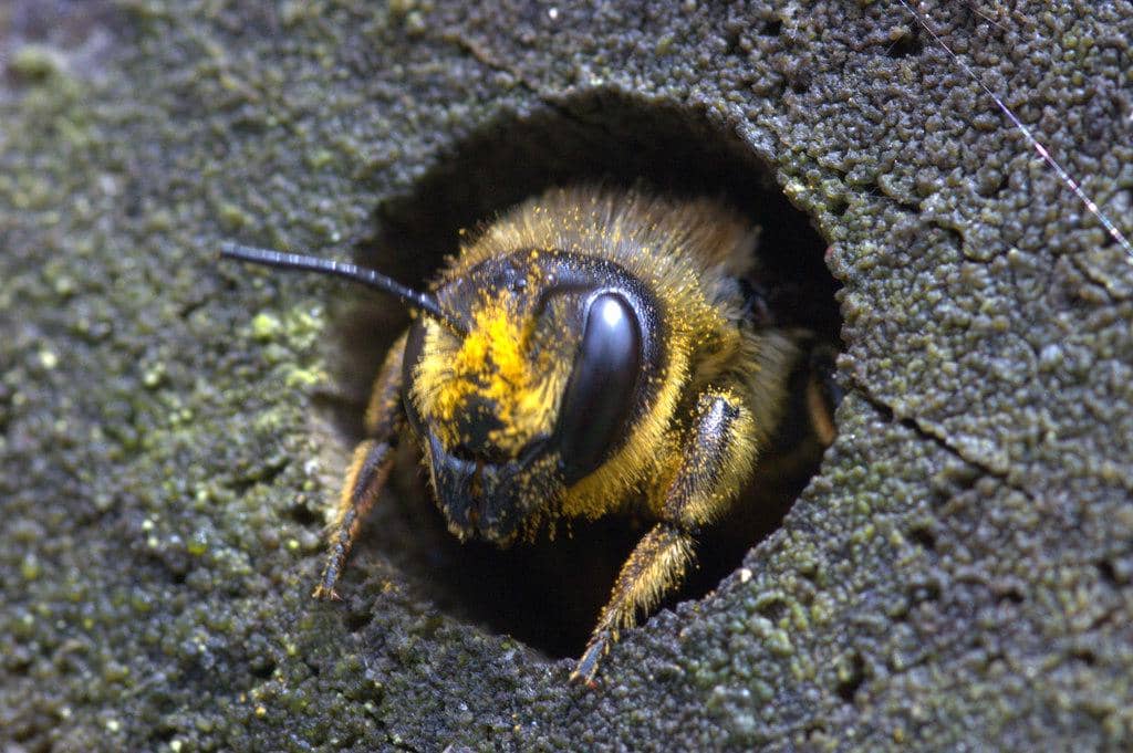 Leafcutter bee