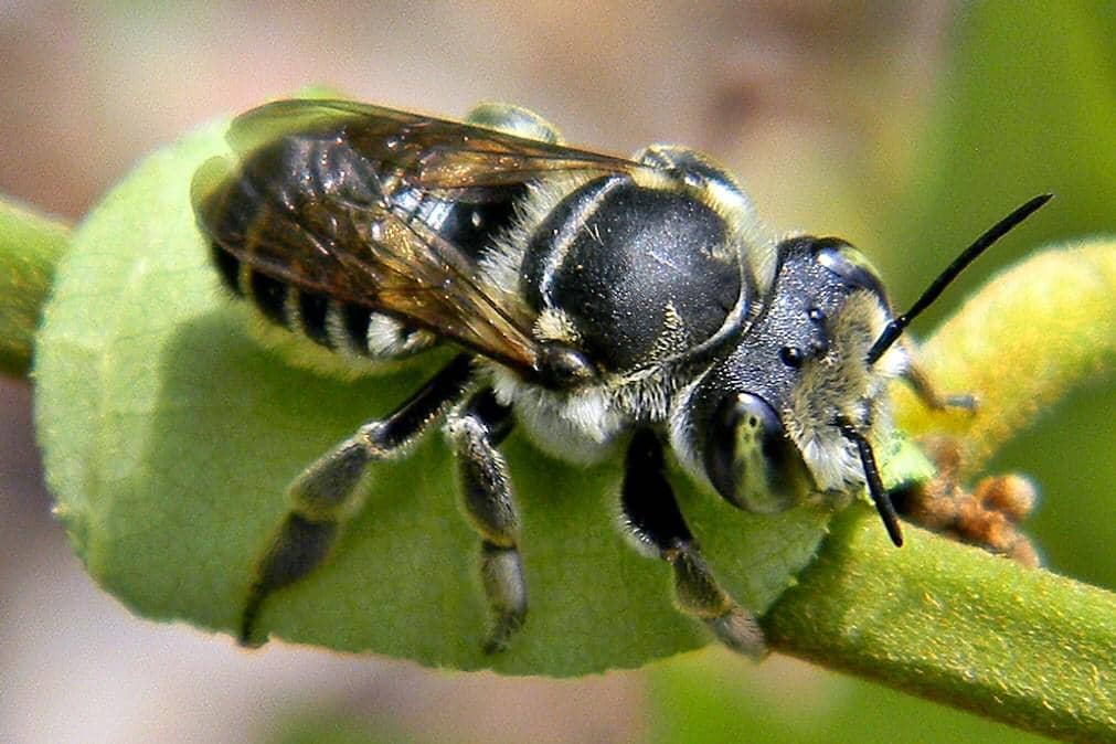5 Fakta Leafcutter Bee, Lebah yang Tidak Hidup dalam Koloni