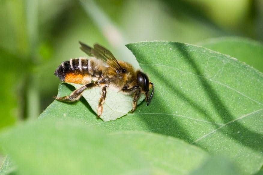 Leafcutter bee