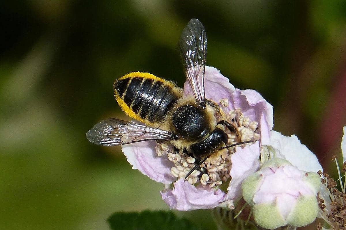 Leafcutter bee