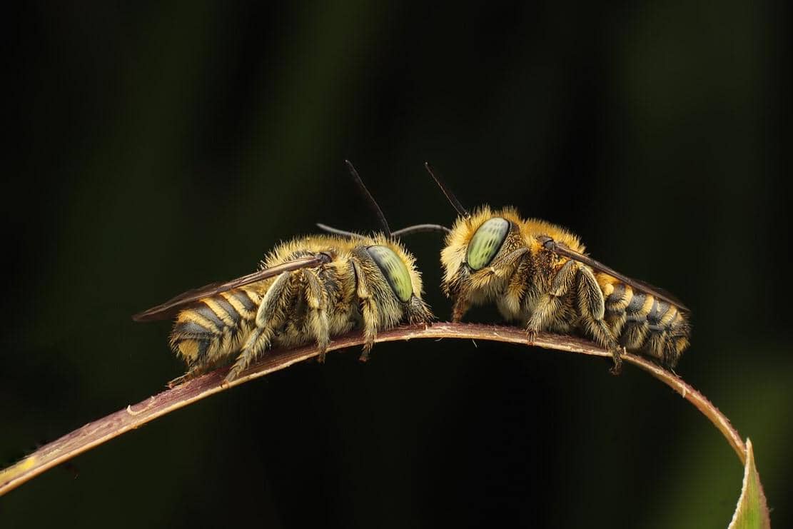 Leafcutter bee