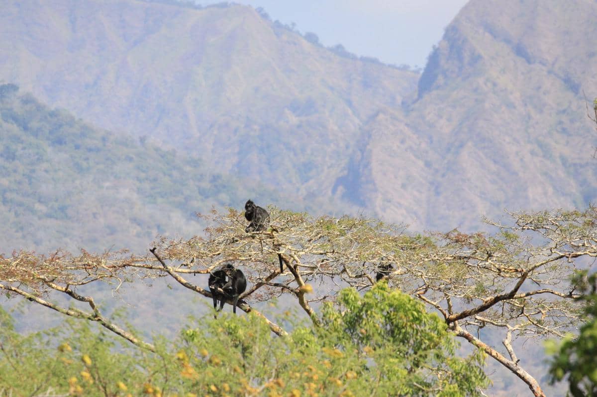 lutung budeng