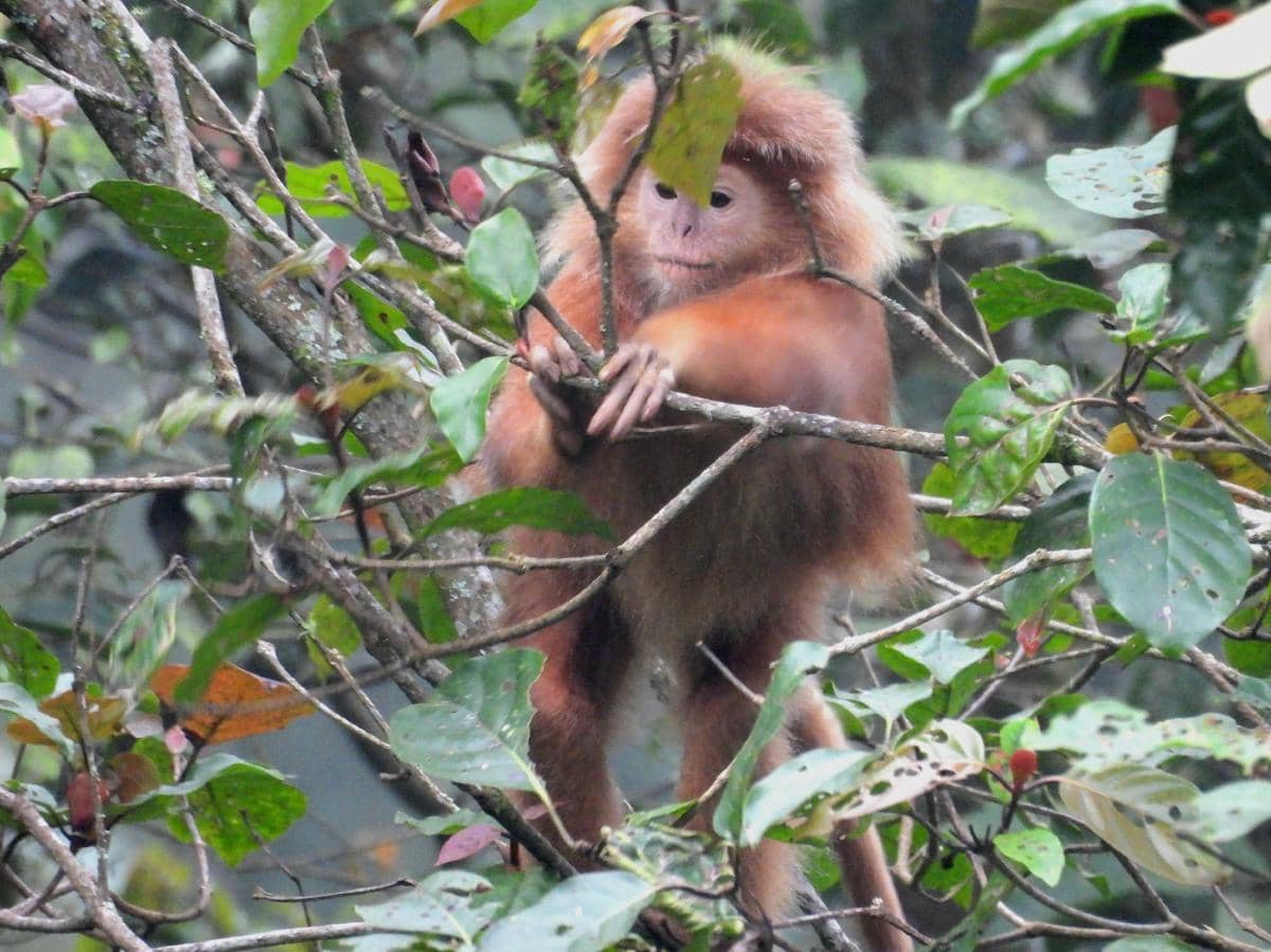 bayi lutung budeng