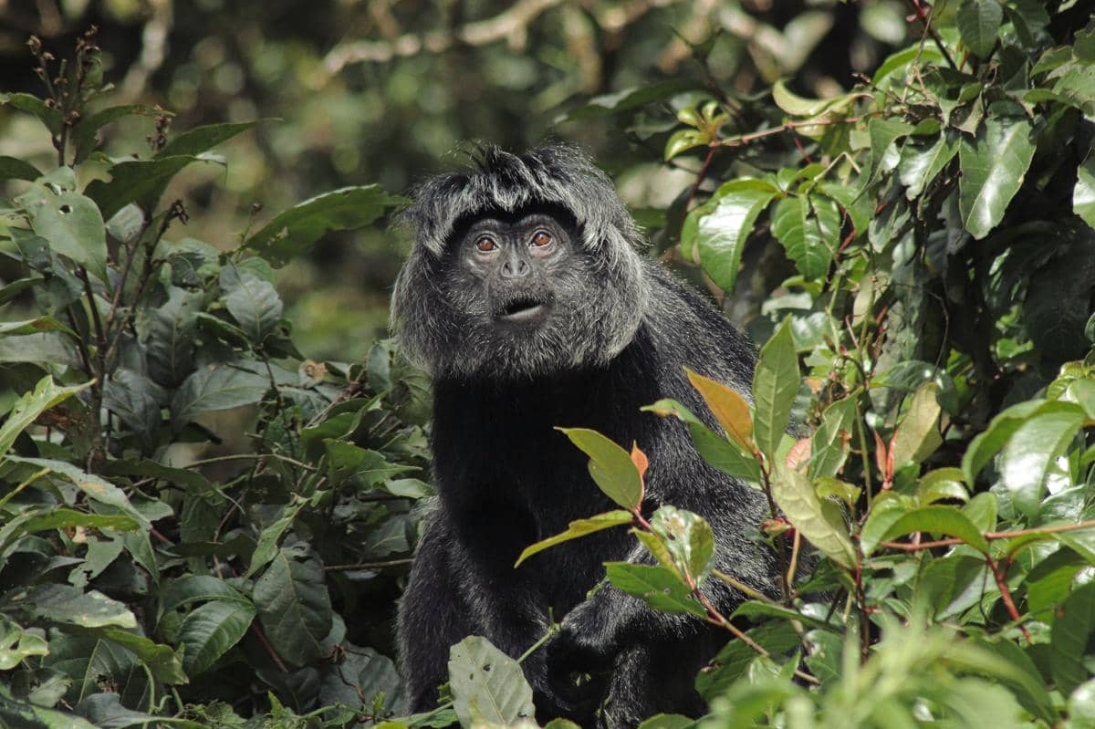 lutung budeng