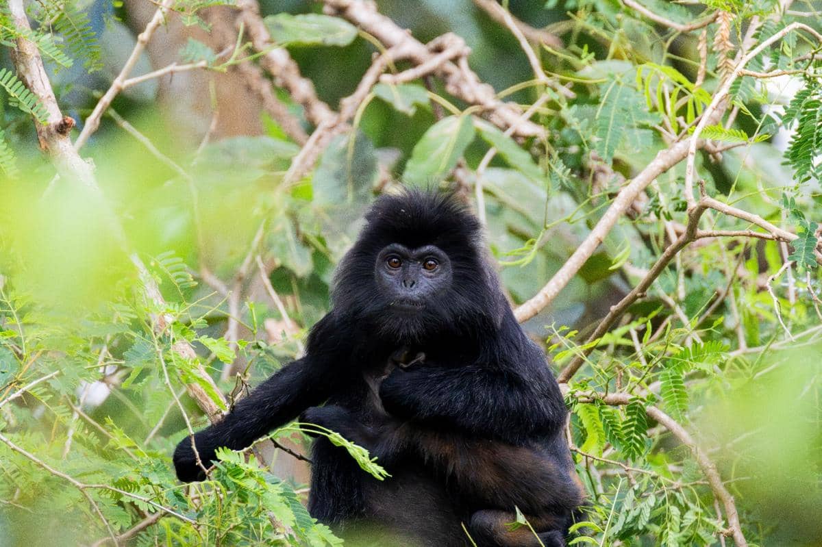 lutung budeng