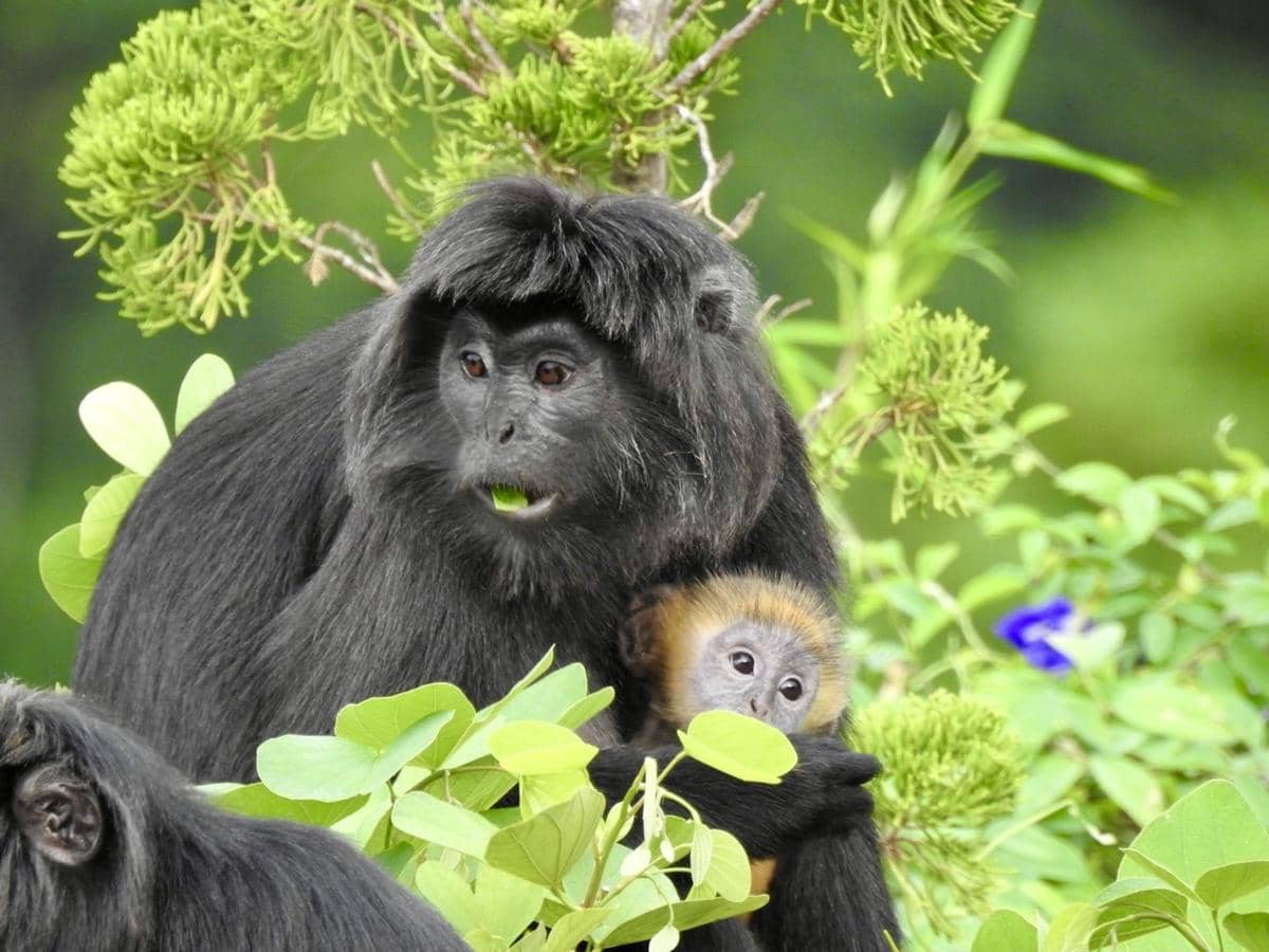 5 Fakta Lutung Budeng, Primata Indonesia yang Bayinya Berbulu Oranye