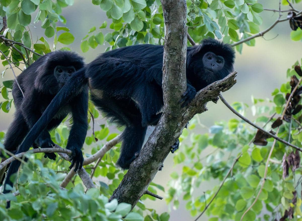 lutung budeng