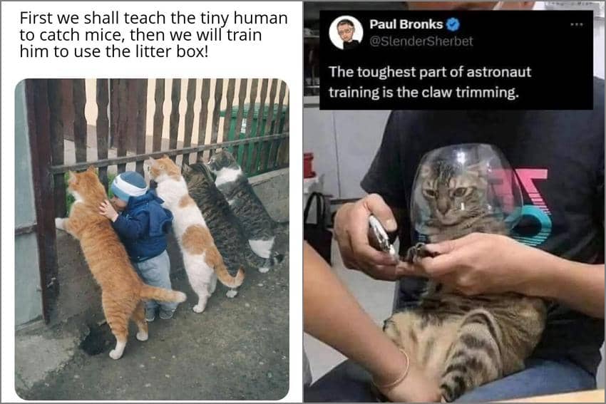 8 Meme Kucing tentang Latihan, Ngajarin Bocil Nangkap Tikus