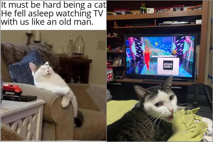 8 Meme Kucing Nonton TV, Sampai Ketiduran di Sofa, dong