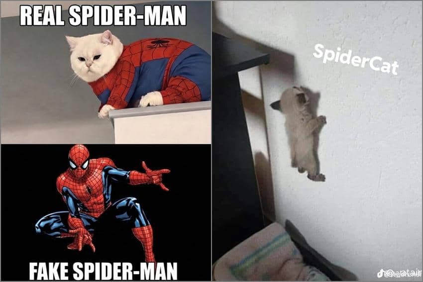 8 Meme Kucing tentang Laba-laba, Malah Cosplay Spider-Man