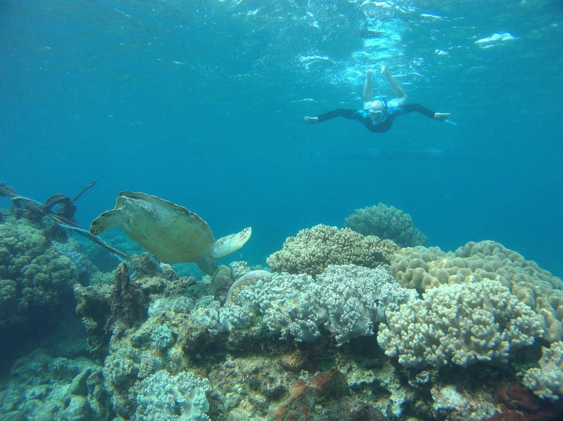 ilustrasi snorkeling menikmati bawah laut 