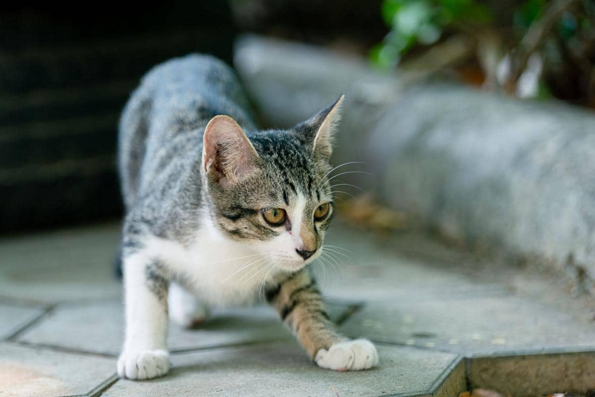 ilustrasi kucing