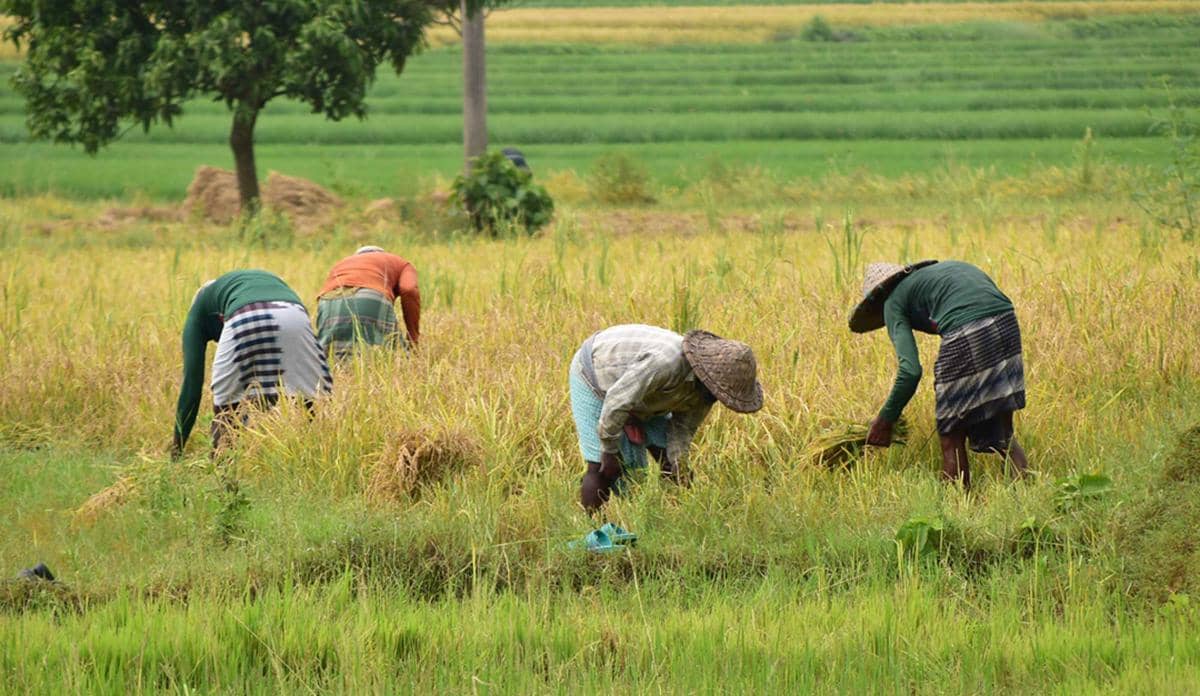 Kenapa El Nino Bisa Memengaruhi Produksi Pertanian?
