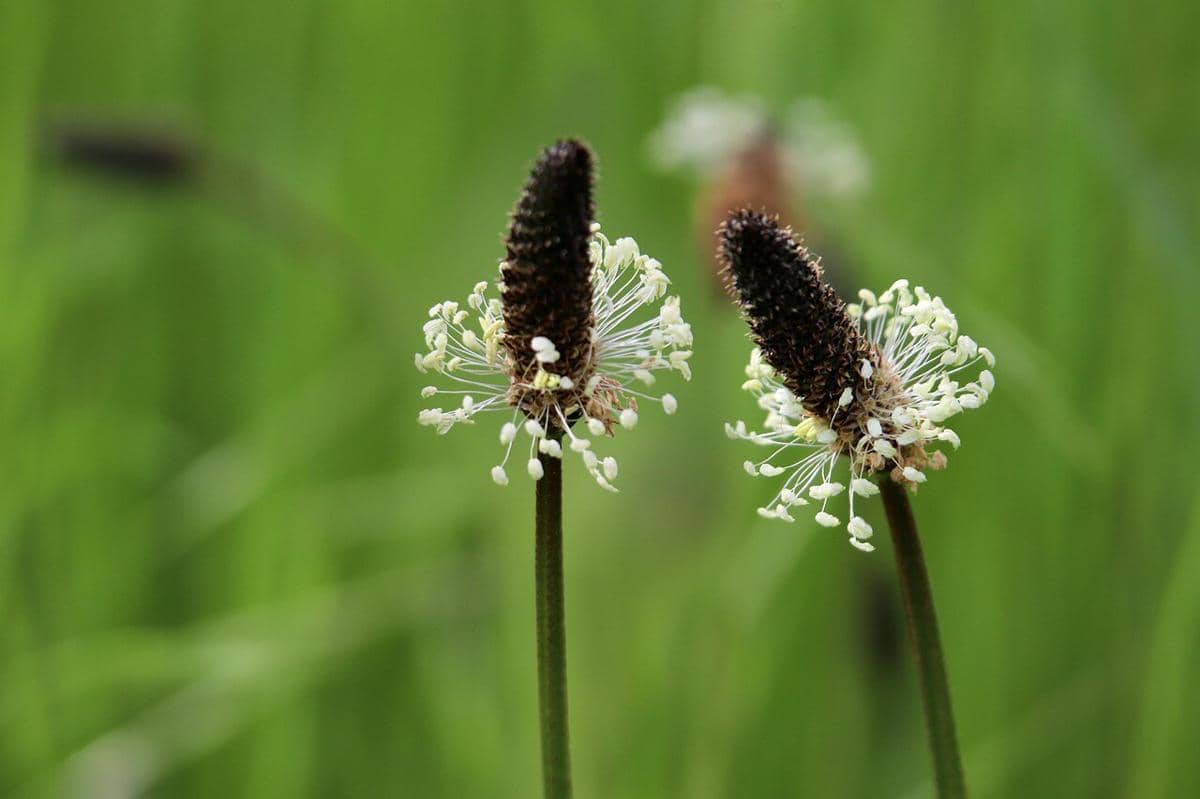 ilustrasi broadleaf plantain atau Plantago major, tanaman gulma