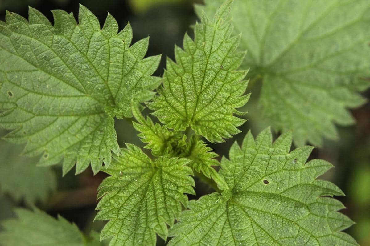 ilustrasi stinging nettle atau Urtica dioica, tanaman gulma