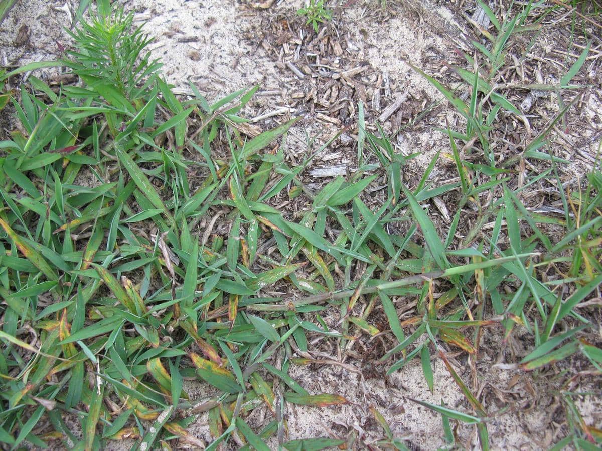 ilustrasi crabgrass atau Digitaria sanguinalis, tanaman gulma