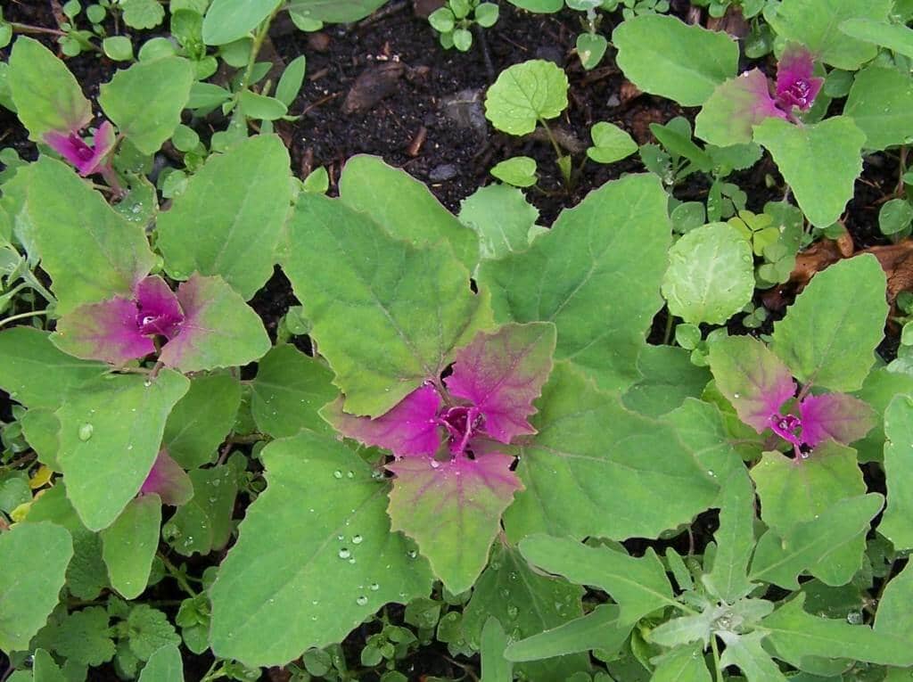 ilustrasi lambsquarters atau Chenopodium album, tanaman gulma