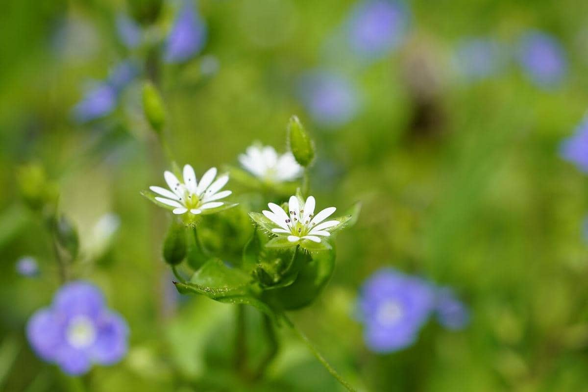ilustrasi chickweed atau Stellaria media, tanaman gulma