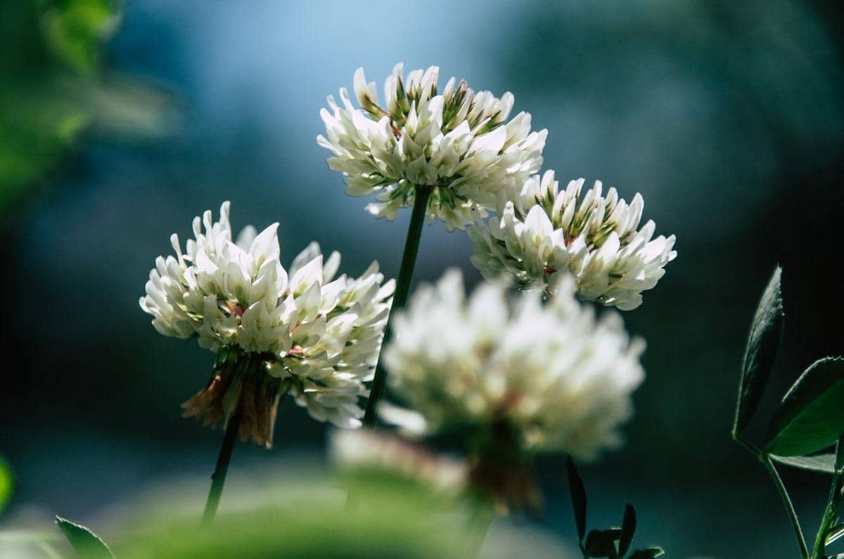 ilustrasi white clover atau Trifolium repens, tanaman gulma