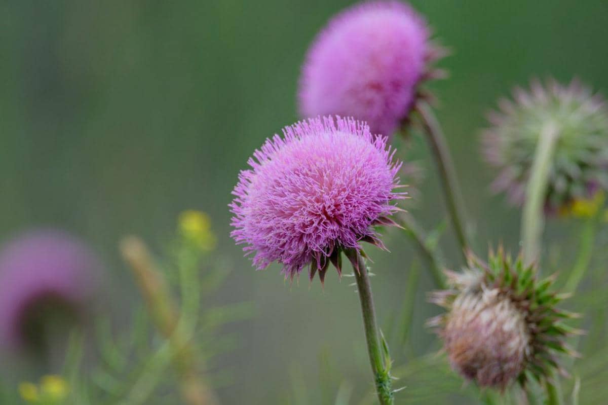 ilustrasi Thistle atau Cirsium, tanaman gulma