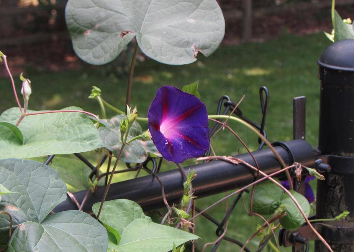 ilustrasi morning glory
