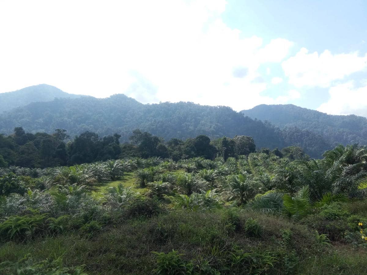 Gunung Leuser