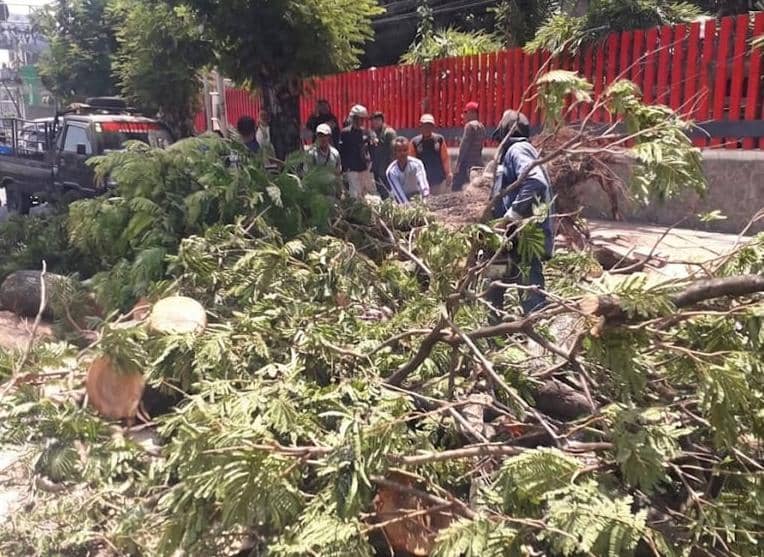 Pohon Tumbang di Semarang Tewaskan 2 Orang, Pemkot Evaluasi Kerawanan