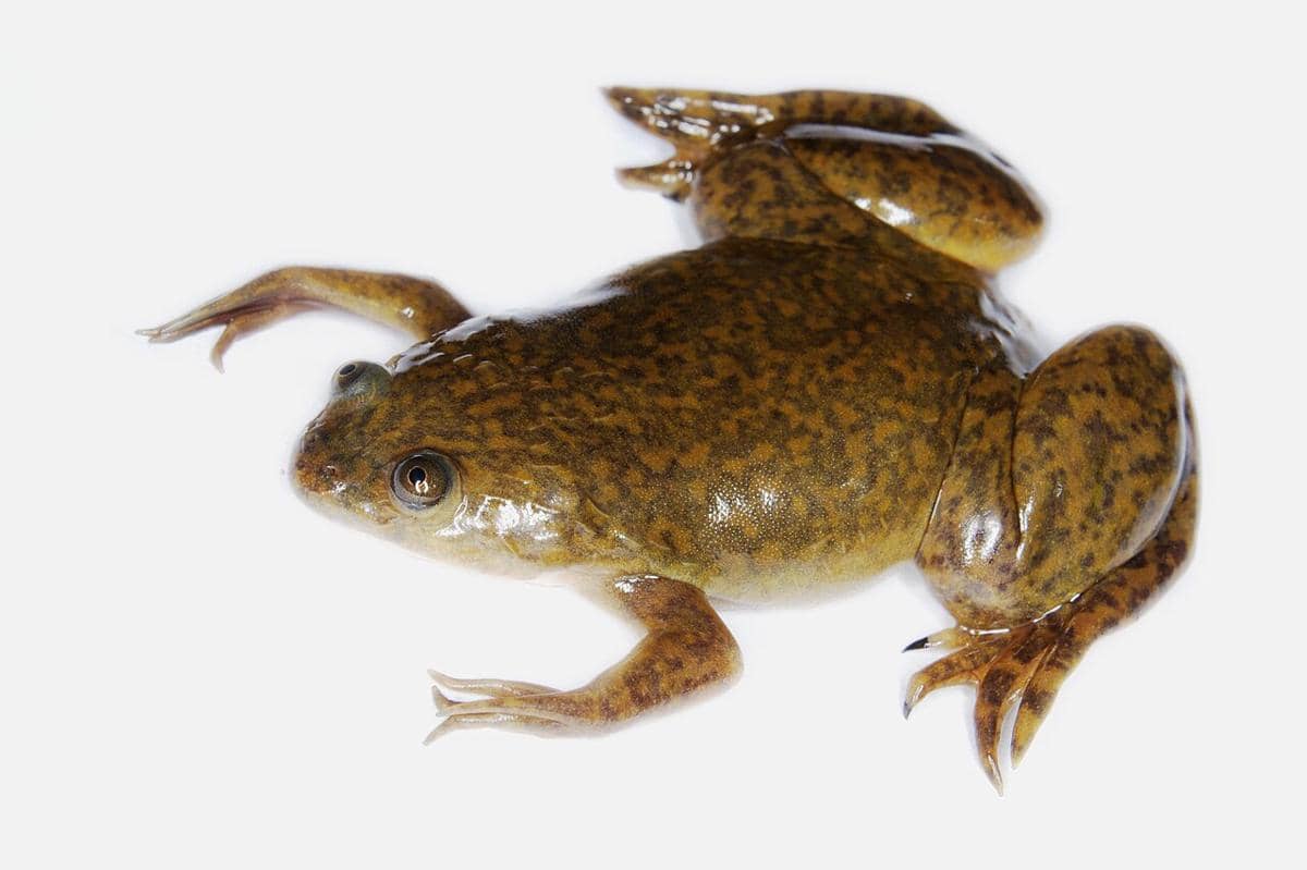 Katak cakar Afrika berwarna cokelat kehijauan berenang di air, dengan kaki belakang berselaput dan mata di bagian atas kepala.