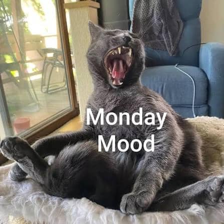 meme kucing tentang mood