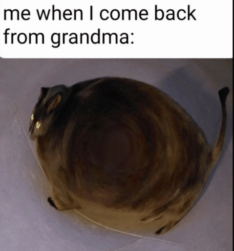 meme kucing tentang nenek