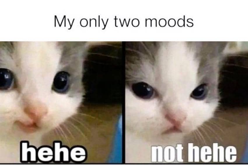 8 Meme Kucing tentang Mood, Setiap Hari Jumat Selalu Bahagia