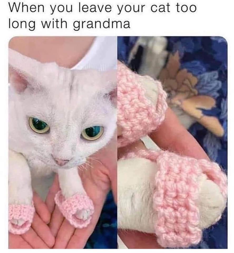 meme kucing tentang nenek