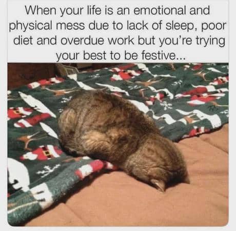 meme kucing tentang mood