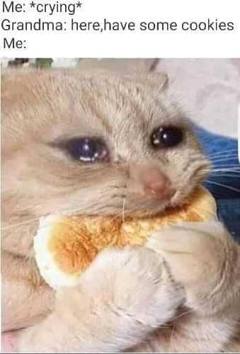 meme kucing tentang nenek