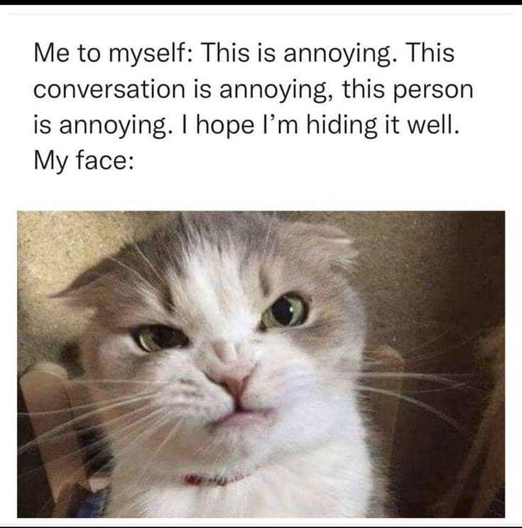 meme kucing tentang mood