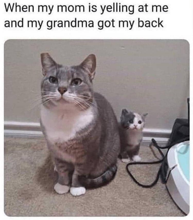 meme kucing tentang nenek