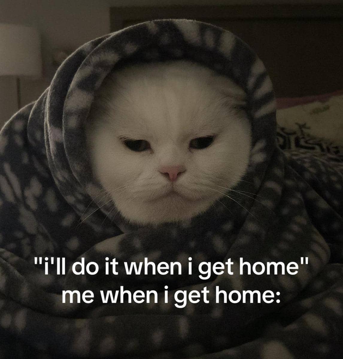 meme kucing tentang mood