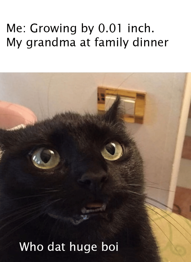 meme kucing tentang nenek