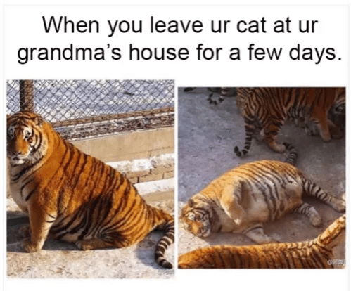 meme kucing tentang nenek