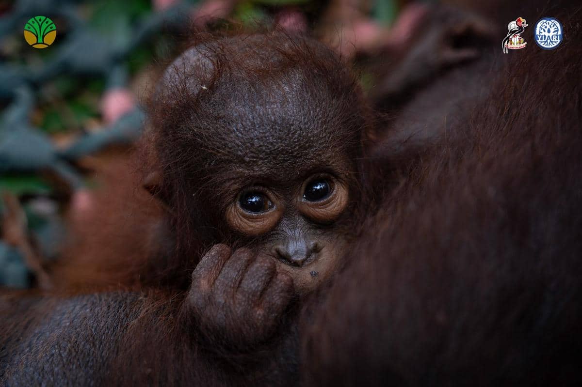 Selamat dari Karhutla, Anak Orangutan Peluk Erat Induknya saat Dievakuasi