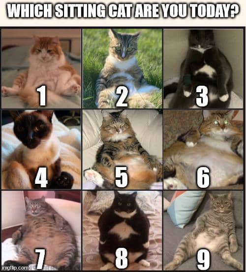 meme kucing tentang mood