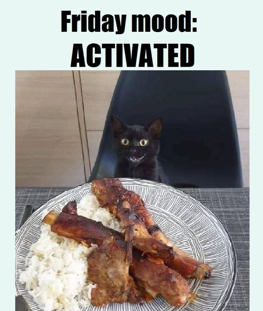 meme kucing tentang mood