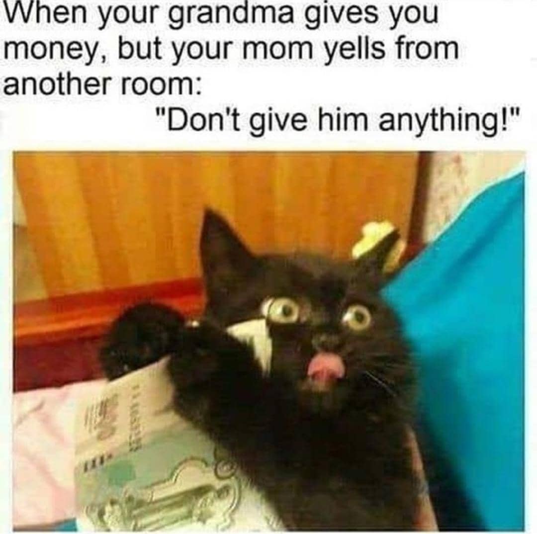 meme kucing tentang nenek