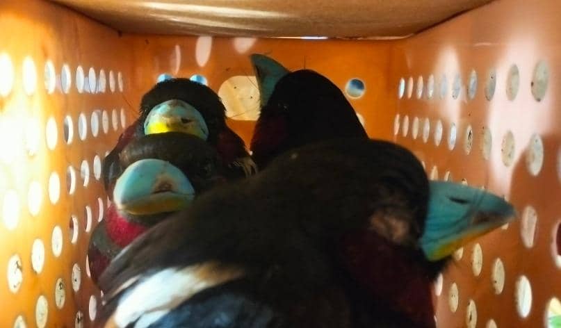 Burung dilindungi hasil penyelundupan oleh warga negara Sri Lanka melalui Bandara Soekarno-Hatta diamankan karantina.