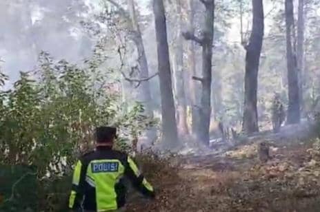 Gunung Lawu Terbakar, 1 Hektare Hutan Ludes Diduga Gegara Buka Lahan