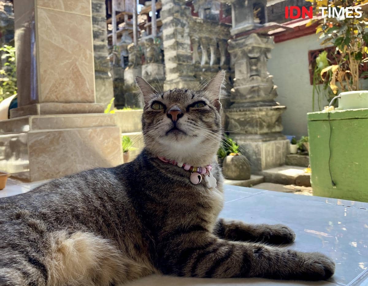 Alasan Kenapa Kucing Peliharaanmu Justru Menjadi Detektor Keamanan Makanan Basi Terbaik