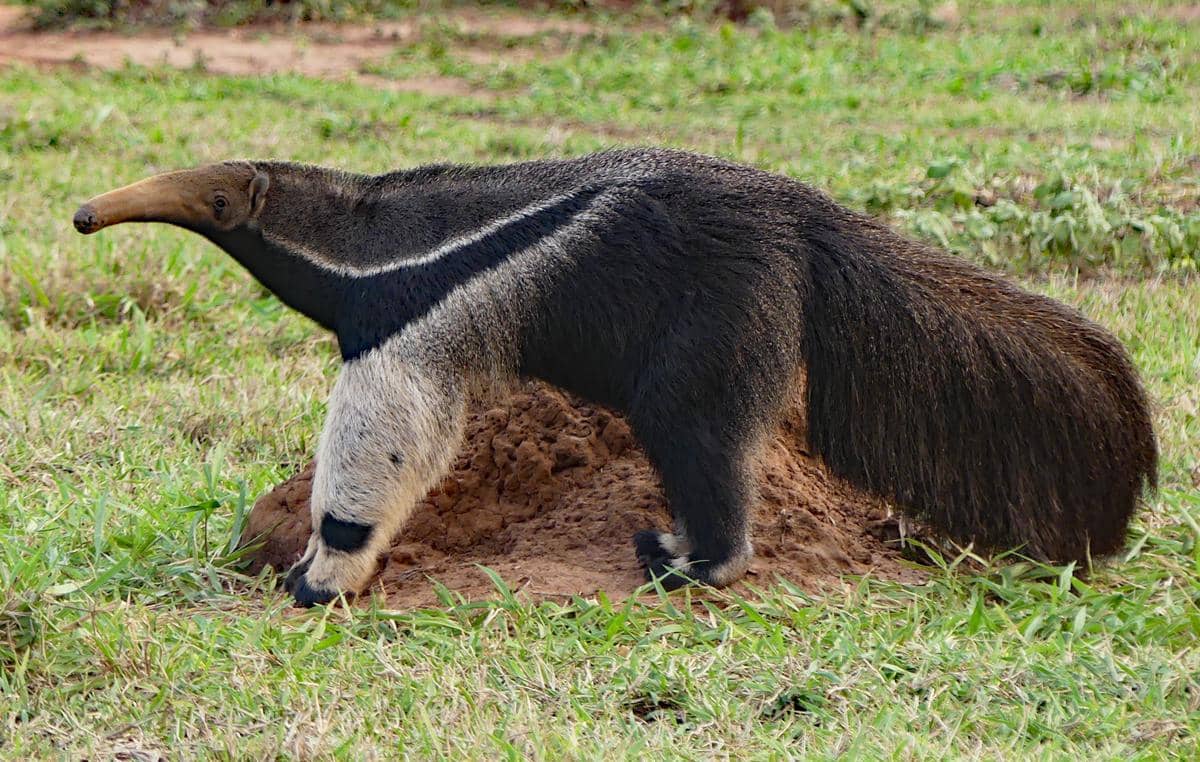giant anteater
